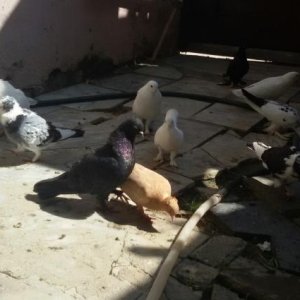 Heyrati bece satiram