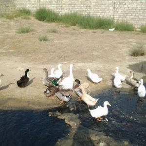 Sərfəli qiymətə qaz, ördək satılır