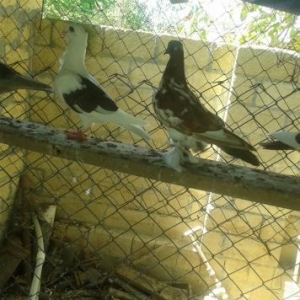 holand vistovichniy pochtovar