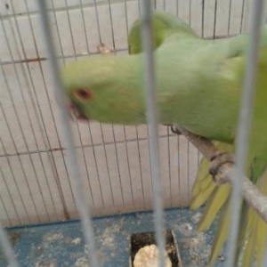 dishi   ojerelovuy  popugay