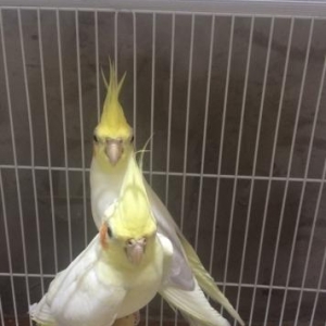 Korella hazir cut erkek ve maya ikiside 1 yaw 6 ay