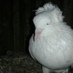 bu erkeya maya aliram satan varsa yazzsin wapcat v