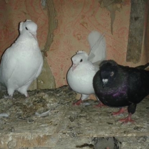 satilir wekilda gorduyunuz 3 quwdar ucude erkaydi 