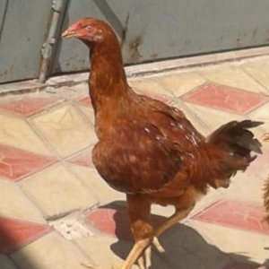 Heyrati Satiram Türk sortudu ordan gelibdi Xoruzd