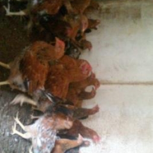 5-6 AYLIQ ÇOLPALAT .TOPDAN SATILIR.1 DƏNƏSİNİ