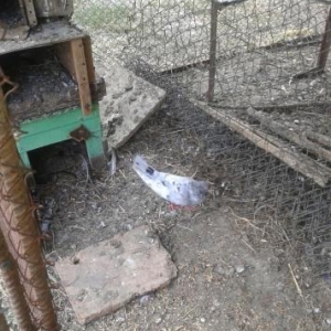 iksi cuti iksin satram