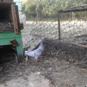 iksi cuti iksin satram