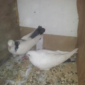 Təcili satılır cütü