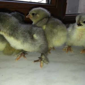 15-gunluk  brama cuceleri