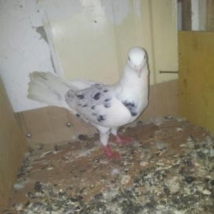 Super göyerçin satılır