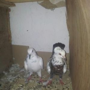 Təcili satılır cütü 20 azn