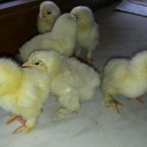 15-gunluk  brama cuceleri