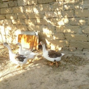 3 eded qaz   2 disi 1 erkek