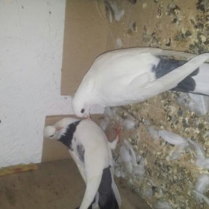 Təcili satılır cütü