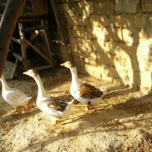 3 eded qaz   2 disi 1 erkek