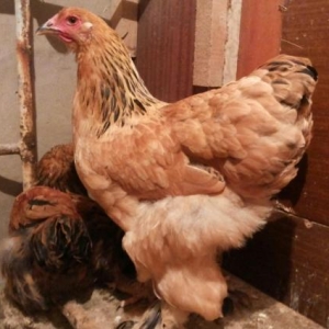 Super göyerçin satılır