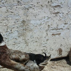 Yaşılbaş ördək satıram ərkəy