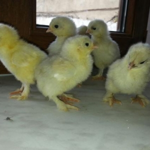 15-gunluk  brama cuceleri