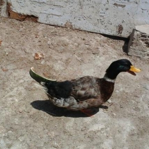 Yaşılbaş ördək satıram ərkəy