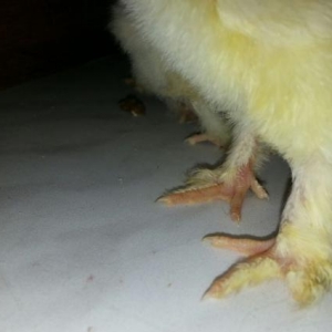 15-gunluk  brama cuceleri