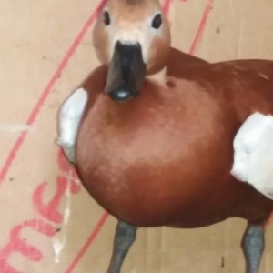 tam saglamdi 2eded qirmizi anqut ordeyi