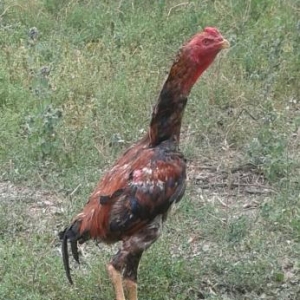 heyrati fere axilles, xoruz turkiyye