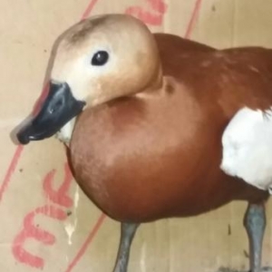 tam saglamdi 2eded qirmizi anqut ordeyi