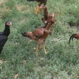 heyrati fere axilles, xoruz turkiyye