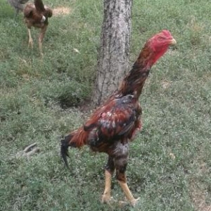 heyrati fere axilles, xoruz turkiyye