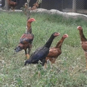 heyrati fere axilles, xoruz turkiyye