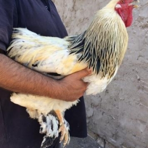 Brama Xoruzu satilir