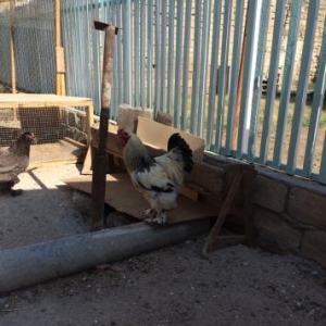 Brama Xoruzu satilir