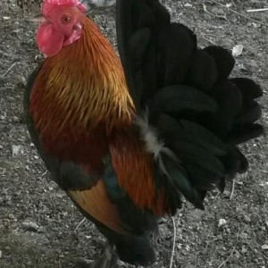 Sekildeki Yaponkalar satilir