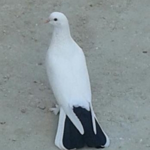 baki quslari saatliq quslar satiram.qiymet razilas