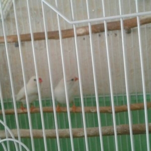 Zebra amadin satilir.