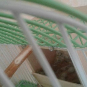 Zebra amadin satilir.