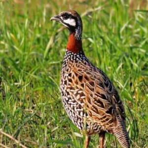 hər nov quslarin ucuz satisi