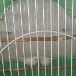 Zebra amadin satilir.