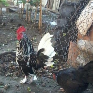 qeyri adi sortlardi satilir 20-25 denedi