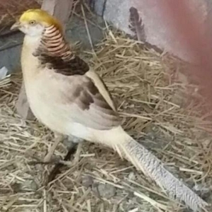 hər nov quslarin ucuz satisi