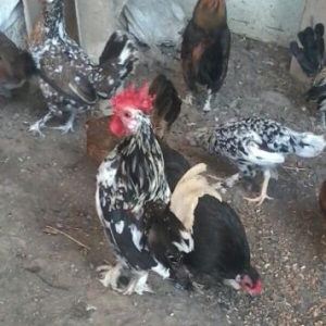 qeyri adi sortlardi satilir 20-25 denedi