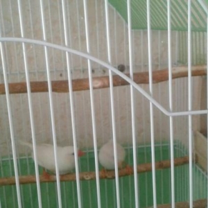 Zebra amadin satilir.