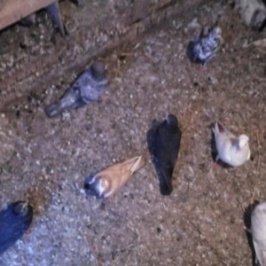 əbrəşlər.çilbaşlar.poqonnular.sarılar.