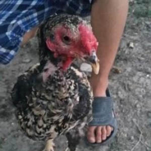 Heyrati xoruz ...Sadece alt dimdiyi yoxdur.Qabda y