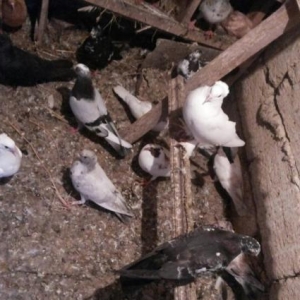 əbrəşlər.çilbaşlar.poqonnular.sarılar.