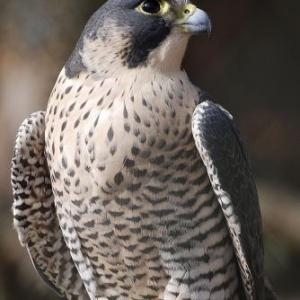 Shahin qushu satilir