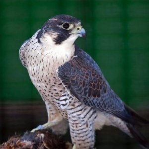 Shahin qushu satilir