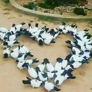 manax qarabaşlar satilir temiz orginal manaxlardi