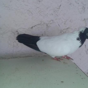 Qara manax cut quslardi