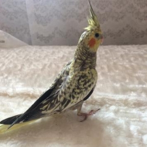 Продаётся попугай карелла,двух месячный.